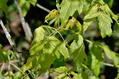 Acer negundo 'Odessanum' - javor jasanolistý - listy